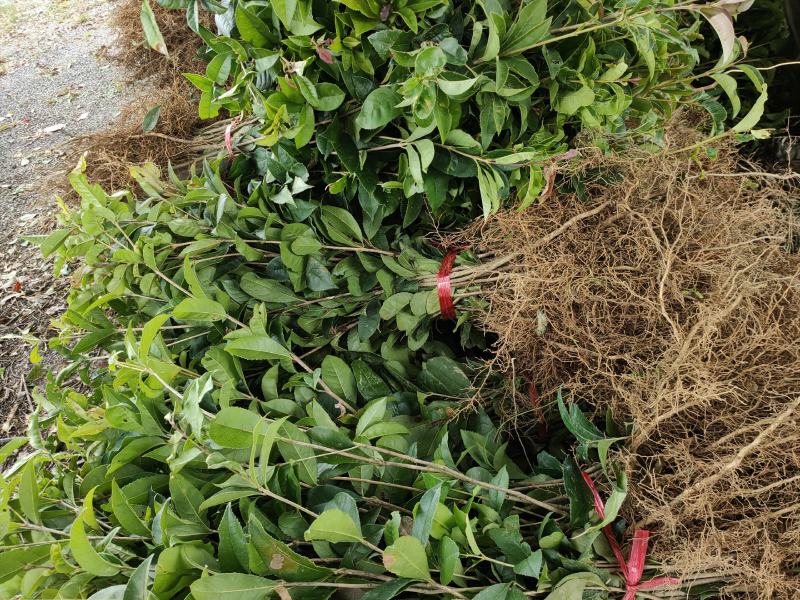 桂花苗，八月桂，金桂桂花树苗，占地神器，成活率高