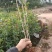 桂花苗，八月桂，金桂桂花树苗，占地神器，成活率高