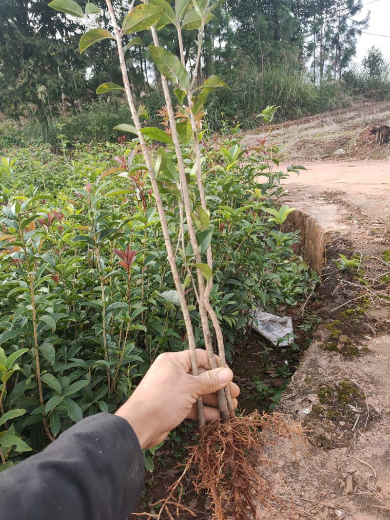 桂花苗，八月桂，金桂桂花树苗，占地神器，成活率高