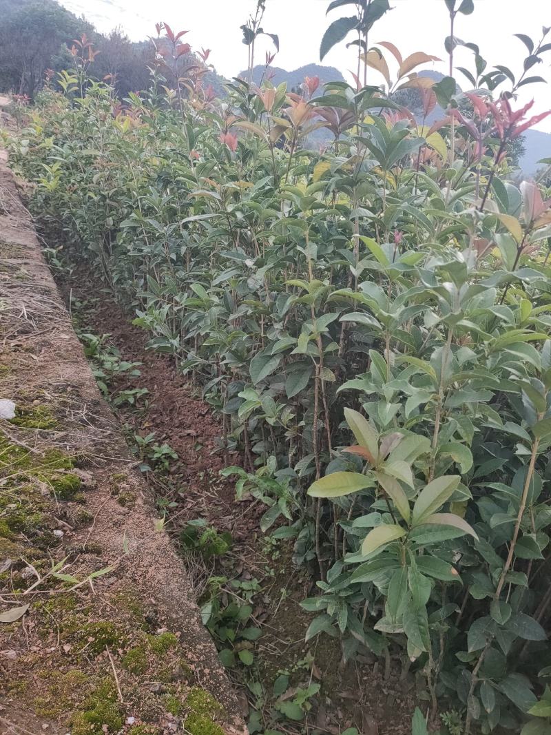桂花苗，八月桂，金桂桂花树苗，占地神器，成活率高