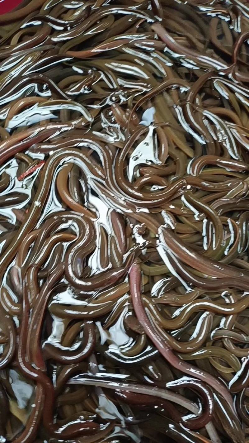 黄鳝苗精选直销优质，稻田养殖类淡水黄鳝苗活体，良种苗