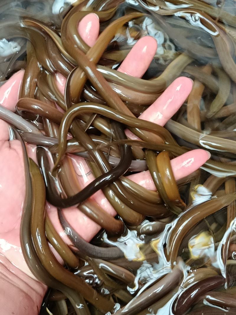 黄鳝苗精选直销优质，稻田养殖类淡水黄鳝苗活体，良种苗
