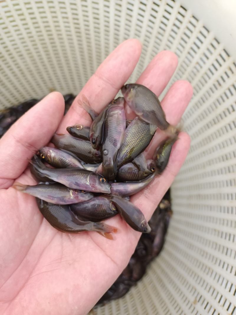 广西正宗禾花鲤鱼苗.水花鱼苗，全国供应，场地直供生长速快