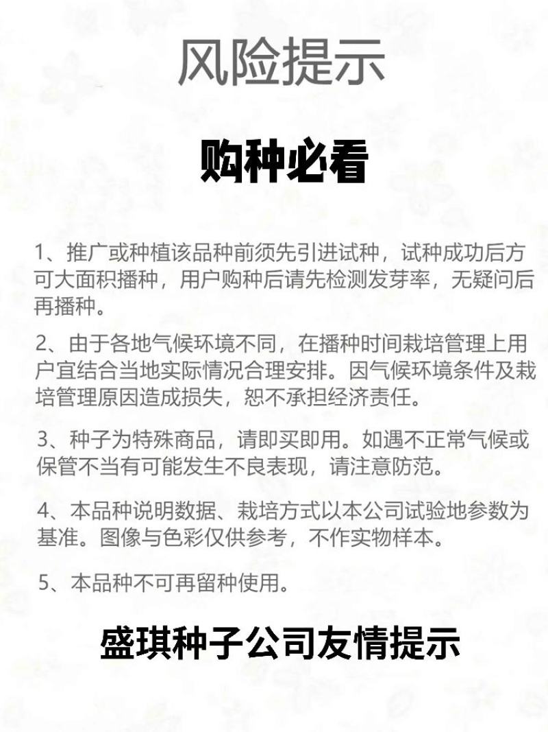 绿龙B豇豆种子小叶耐热适合春秋栽培结荚多肉厚翠绿