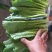 邯郸永年暖棚小白菜上市，物美价廉，质量好
