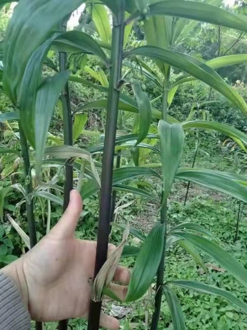 黄精种径块