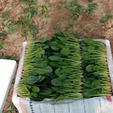 单县大棚菠菜大量上市，欢迎各大平台和商超合作