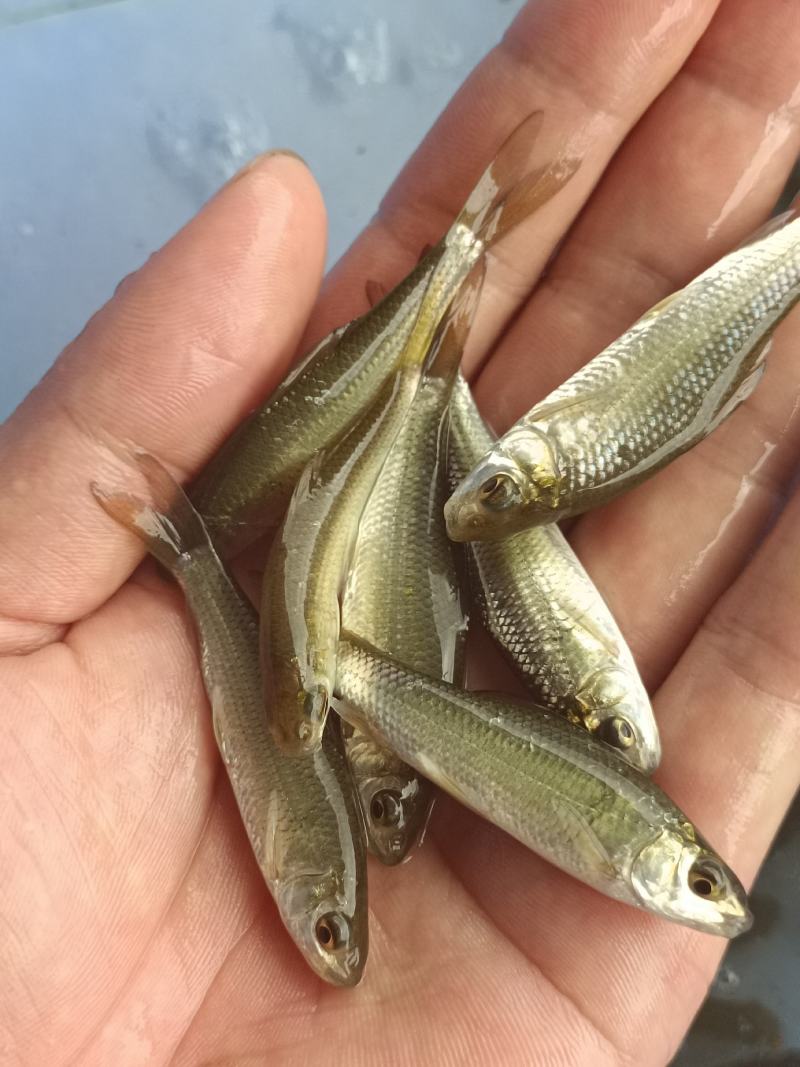 土鲮鱼苗，红眼鲮鱼苗，自产自销，量大从优，可以送货上门