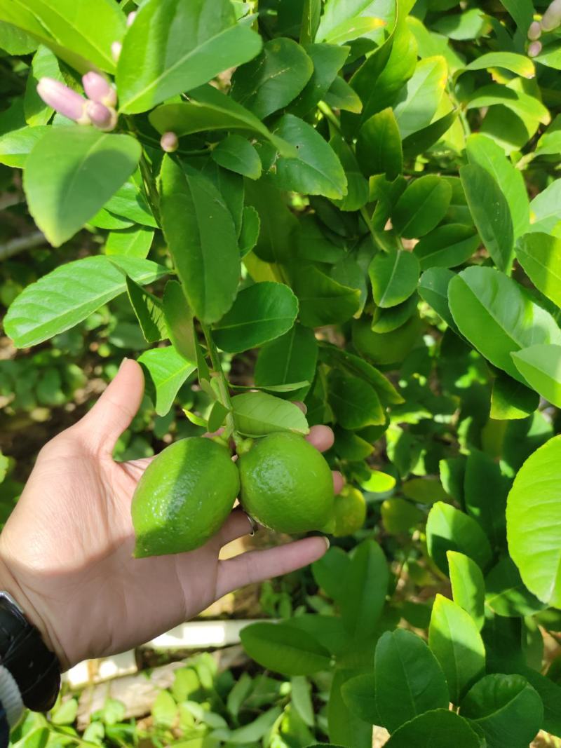 广东香水柠檬无籽，产地直销，大量货源，香水柠檬一级
