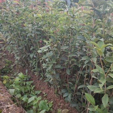 桂花苗，八月桂，金桂桂花树苗，占地神器，成活率高