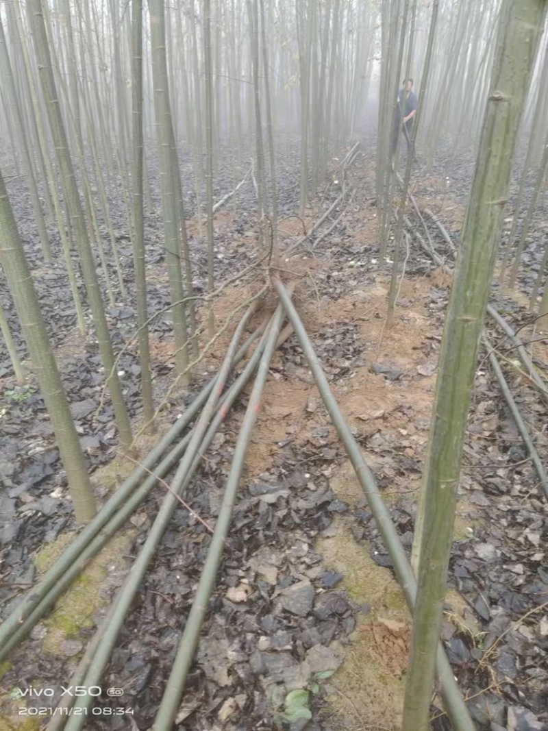 新疆杨，毛白杨，3到8公分10万棵，质量优成活率高