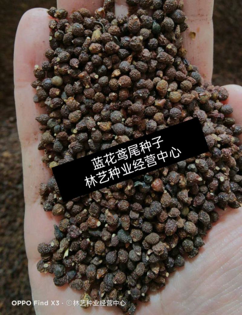 蓝花鸢尾种子四季易种易活混色单色花海公园庭院观赏