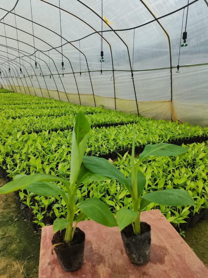 西贡香蕉苗，金粉一号粉蕉苗，鸡蕉香蕉苗，巴西香蕉苗等…！