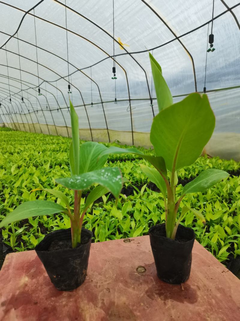 西贡香蕉苗，金粉一号粉蕉苗，鸡蕉香蕉苗，巴西香蕉苗等…！