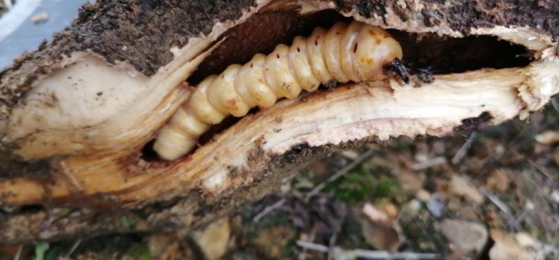 斗米虫出售