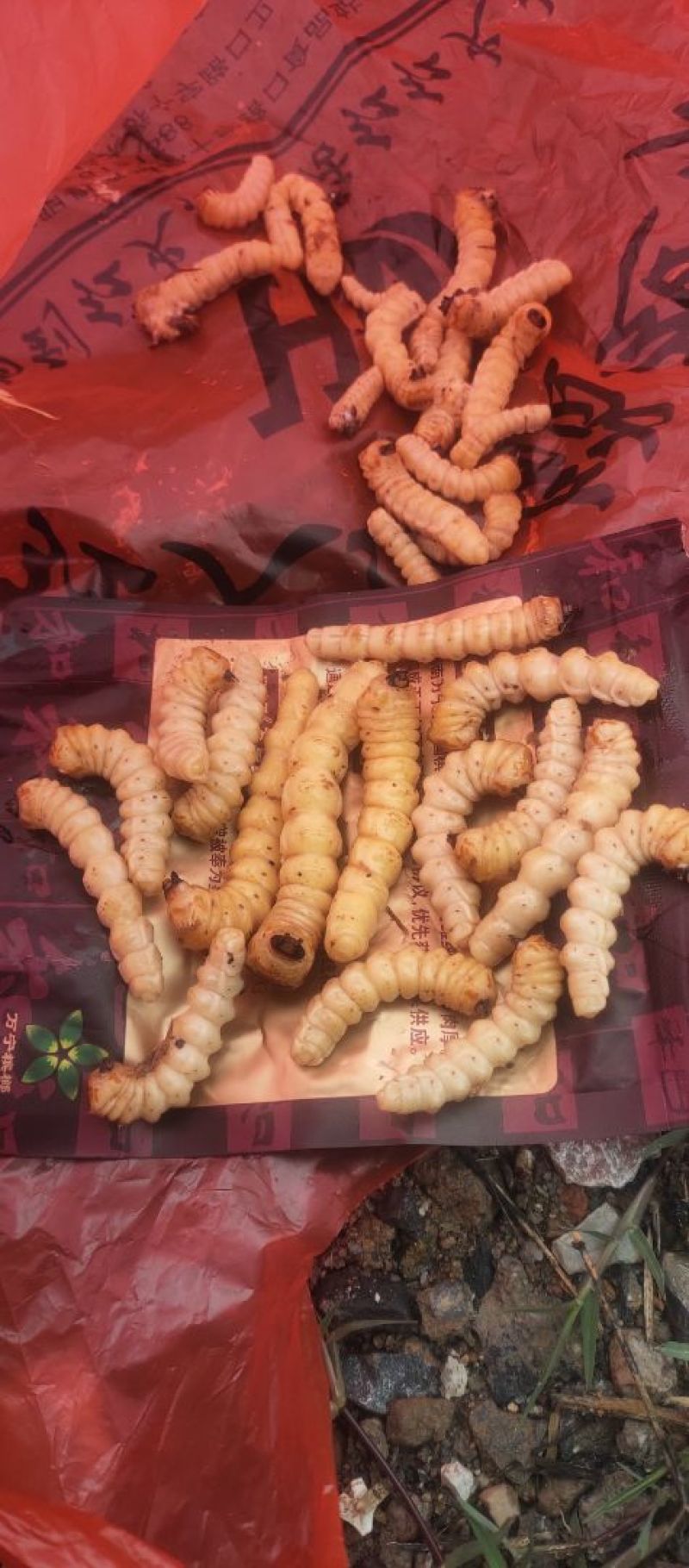 斗米虫出售