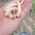斗米虫出售