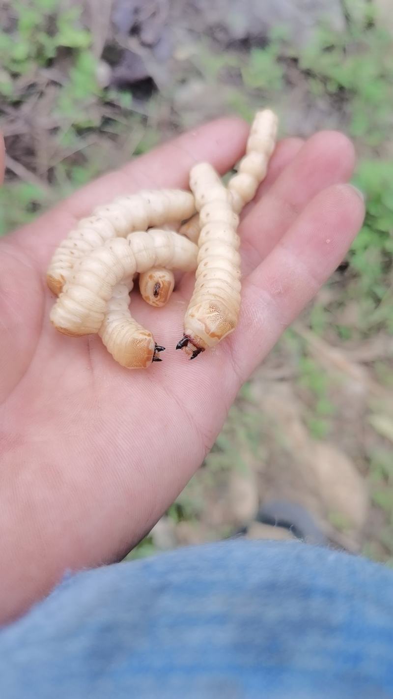 斗米虫出售