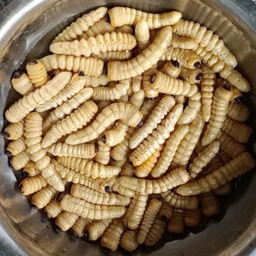 斗米虫出售