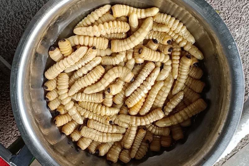 斗米虫出售