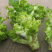 儿菜，四川精品儿菜，量大从优，基地货，价格美丽