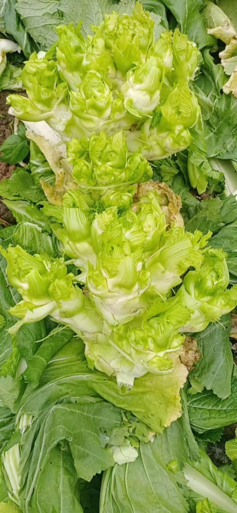儿菜，四川精品儿菜，量大从优，基地货，价格美丽
