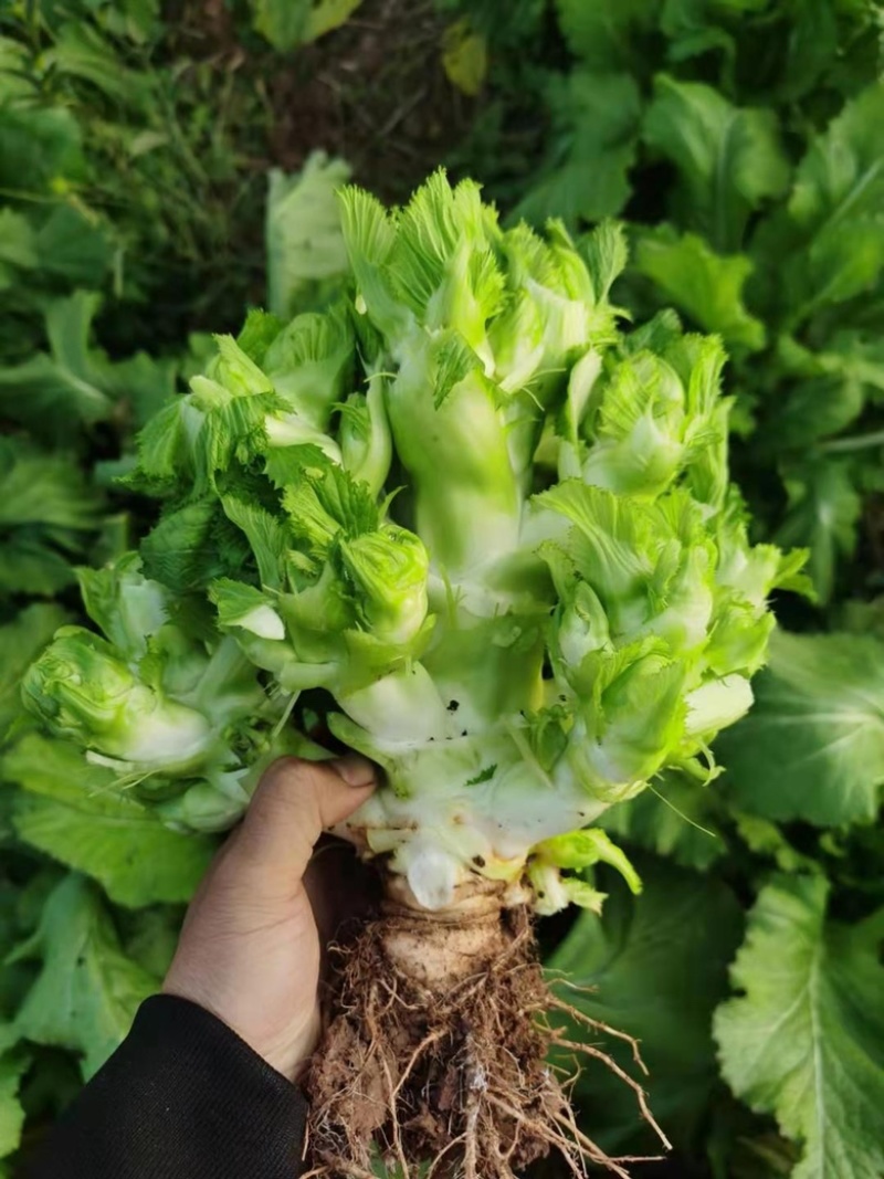 儿菜，四川精品儿菜，量大从优，基地货，价格美丽