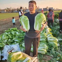 河南黄心大白菜基地种植价格详谈质量保证欢迎大家选购