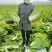 河南黄心大白菜基地种植价格详谈质量保证欢迎大家选购
