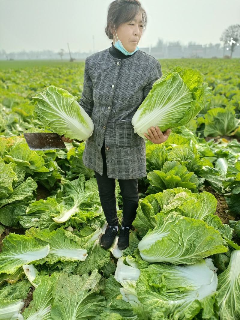 河南黄心大白菜基地种植价格详谈质量保证欢迎大家选购