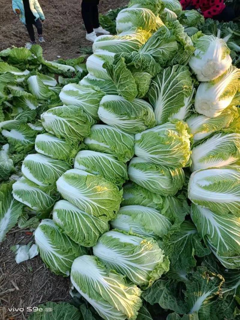 河南黄心大白菜基地种植价格详谈质量保证欢迎大家选购