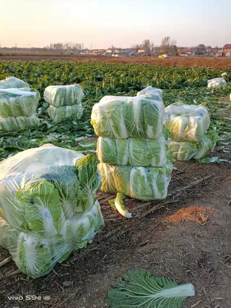 河南黄心大白菜基地种植价格详谈质量保证欢迎大家选购