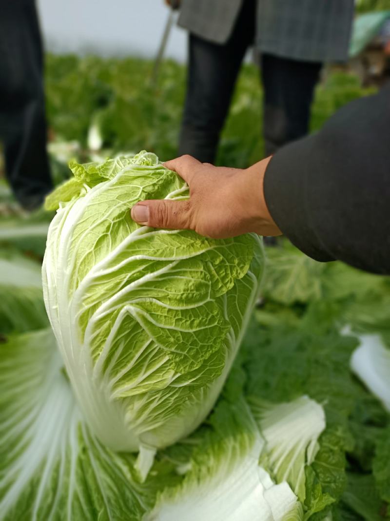 河南黄心大白菜基地种植价格详谈质量保证欢迎大家选购