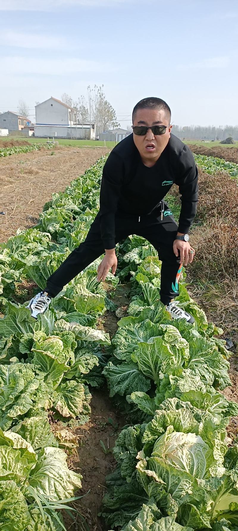 河南黄心大白菜基地种植价格详谈质量保证欢迎大家选购