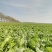 河南黄心大白菜基地种植价格详谈质量保证欢迎大家选购