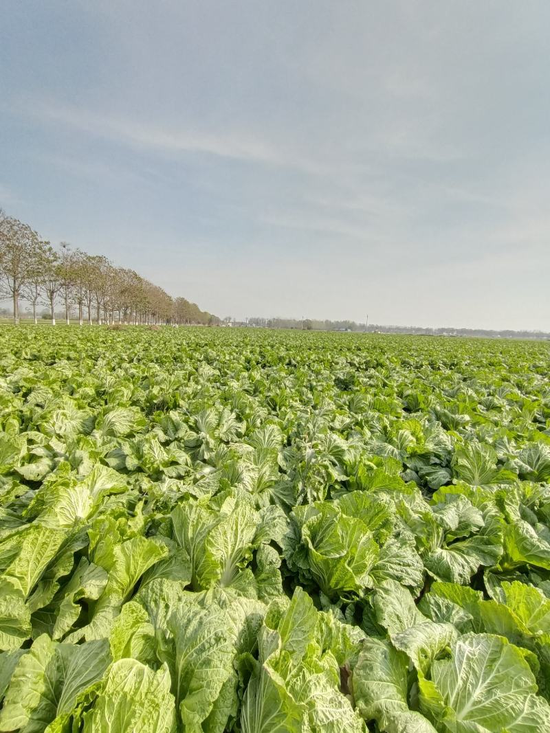 河南黄心大白菜基地种植价格详谈质量保证欢迎大家选购