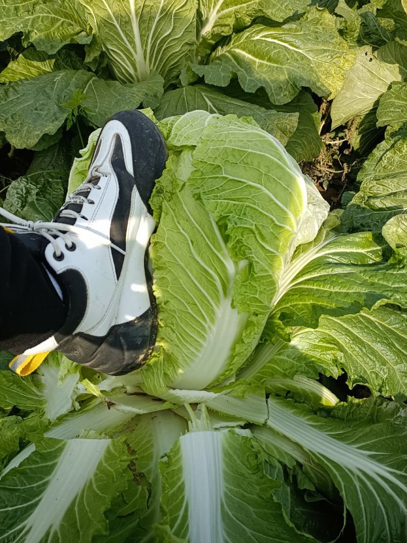 河南黄心大白菜基地种植价格详谈质量保证欢迎大家选购