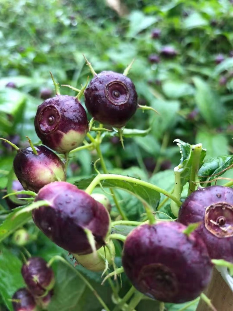 水果新鲜当应季红果参稀有罕见云南蜘蛛果一件代发包邮包售后