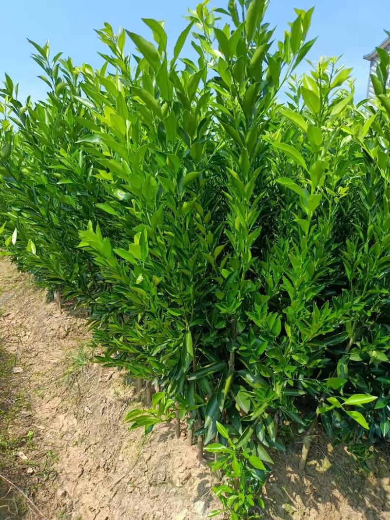 新会柑（大红柑，陈皮柑，茶枝柑，小青柑，皮皮柑）免费技术