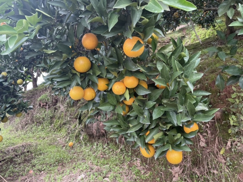湖南麻阳冰糖橙大量现货，现摘现发，电商社区等