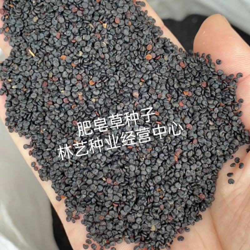 肥皂草种子石碱花多年生花种四季易活景园林观花海耐寒花籽