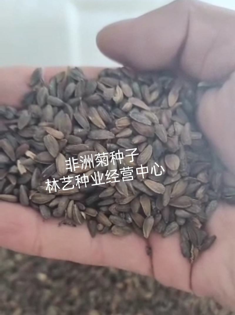非洲菊籽种四季开花易种易活花海观赏花草植物