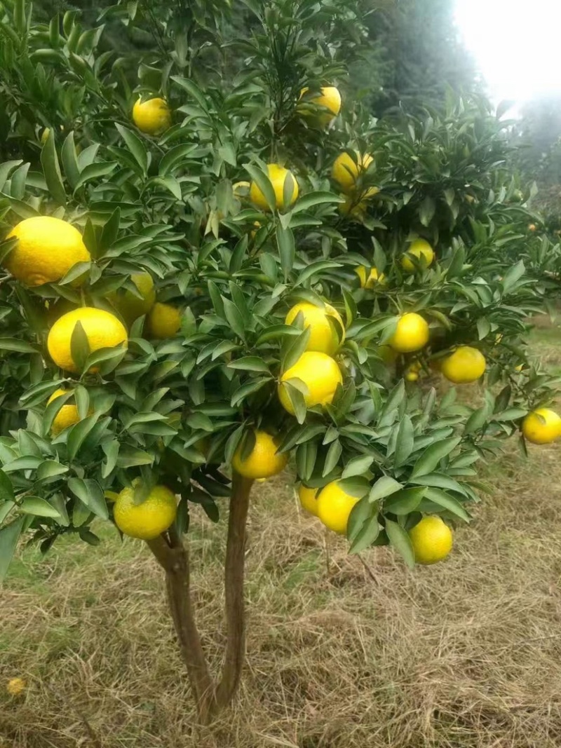 黄金贡柚，正宗黔阳，口感好，颜色好，耐贮藏，运输，