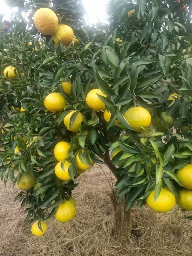 黄金贡柚，正宗黔阳，口感好，颜色好，耐贮藏，运输，