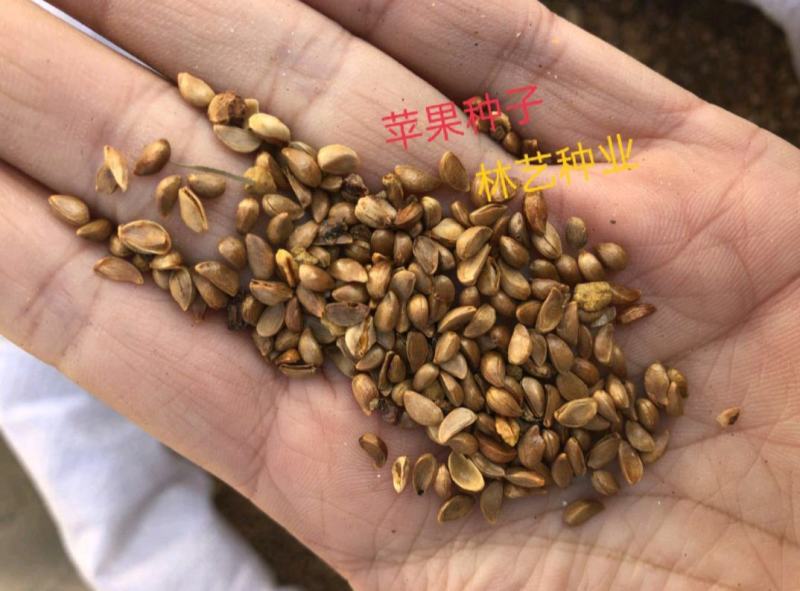 散装苹果种子苹果树种子四季播种果树种子红富士苹果种
