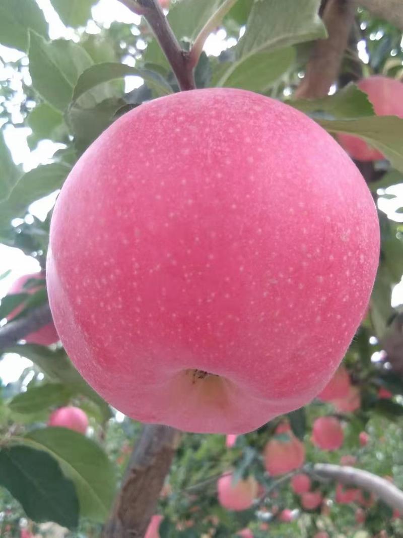 冷库苹果已大量出库，个大色红，脆，甜，新鲜如