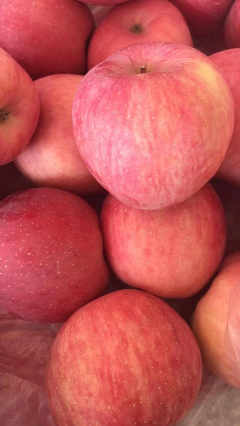 冷库苹果已大量出库，个大色红，脆，甜，新鲜如