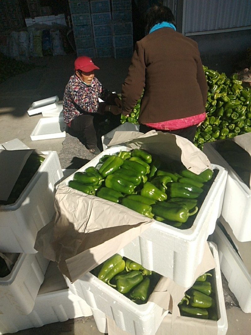 太空椒大量上市，质量好，价格美丽，保质保量，货发全国