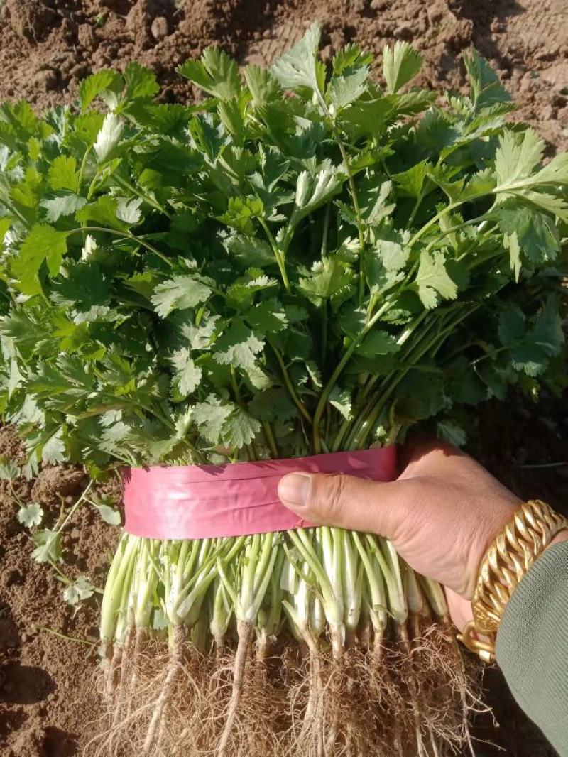 大叶香菜