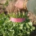 大叶香菜